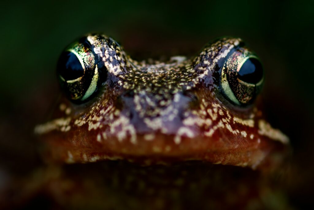 Frog staring intensely with detailed eyes.