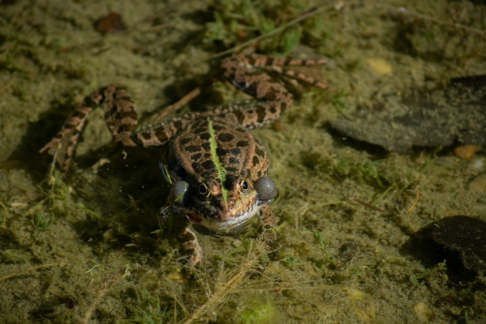 A frog is swimming in murky water.