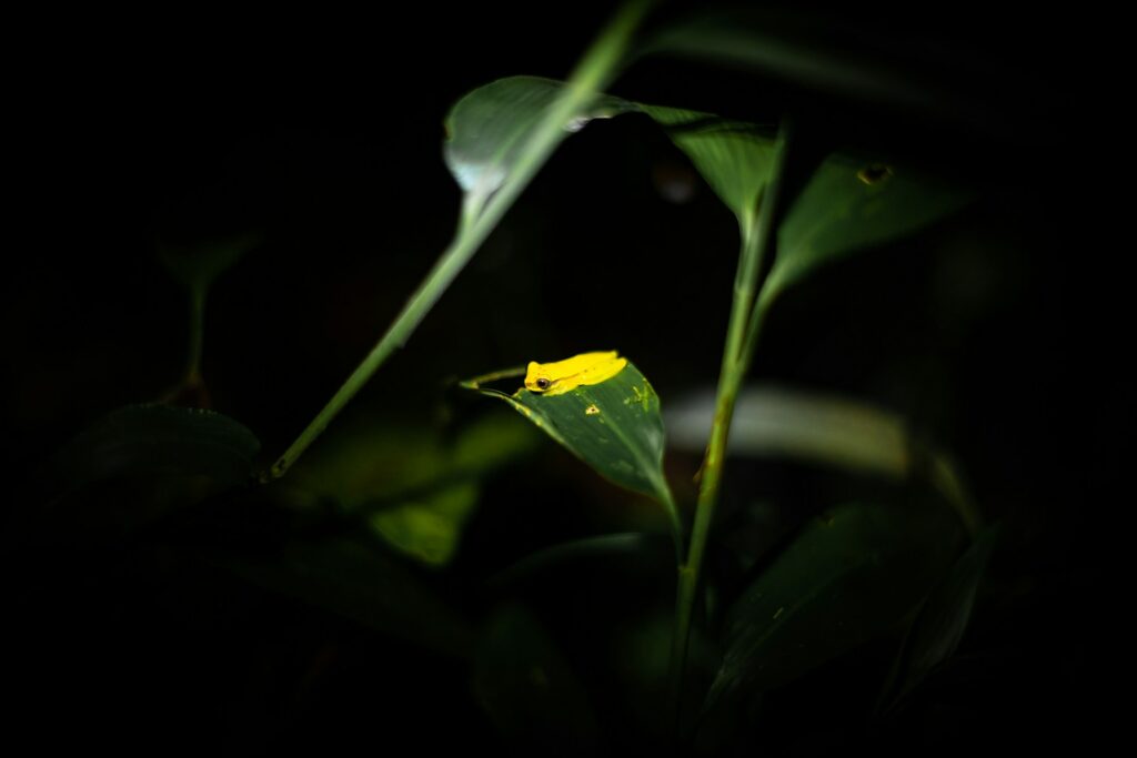 A small yellow flower sitting on top of a green plant