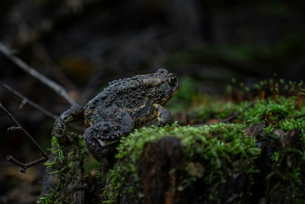 A frog sitting on top of a moss covered log